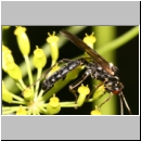 Hepiopelmus melanogaster - Schlupfwespe m091b 18mm-fdet02.jpg